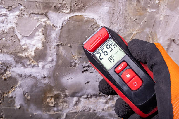 Best Attic Mold Removal  in Sault Ste Marie, MI
