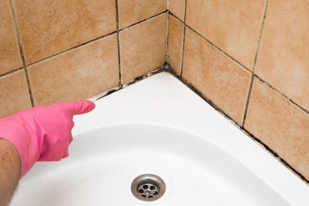 Best Residential Mold Removal  in Sault Ste Marie, MI