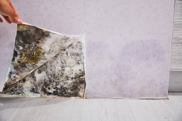 Professional Mold Removal in Sault Ste Marie, MI